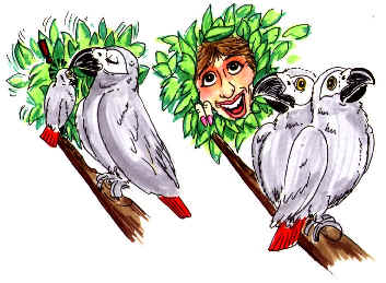 cartoon African Grey pair, homey with tray of cookies